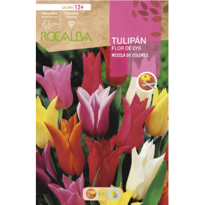 S.BOLBO RO.GAVETA 100 TULIPA FLOR DE LYS MISTURA MISTURA DE CORES -BUTF0380