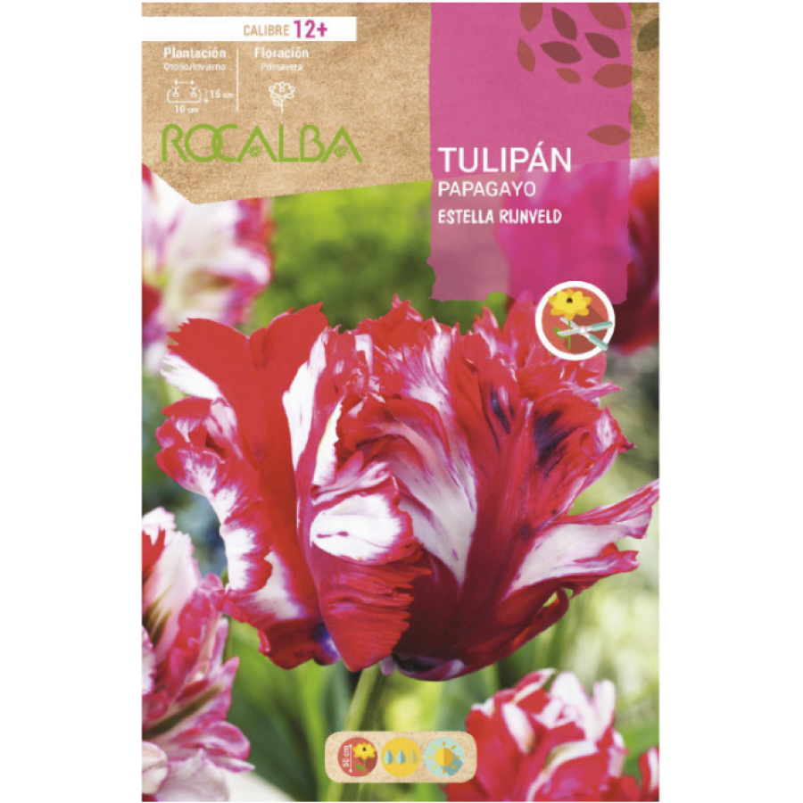 S.BOLBO RO.GAVETA 100 TULIPAS PAPAGAIO ESTELLA RIJNVELD -BUTG0455