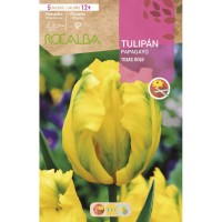 S.BOLBO RO.GAVETA 100 TULIPAS PAPAGIO TEXAS GOLD-BUTG0460