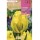 S.BOLBO RO.GAVETA 100 TULIPAS PAPAGIO TEXAS GOLD-BUTG0460