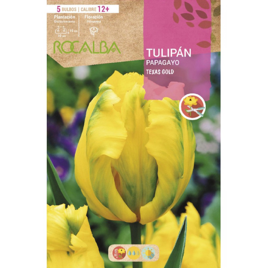 S.BOLBO RO.GAVETA 100 TULIPAS PAPAGIO TEXAS GOLD-BUTG0460