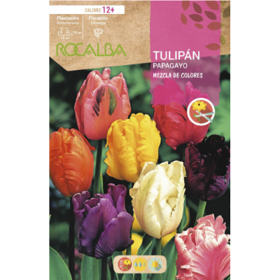 S.BOLBO RO.GAVETA 100 TULIPAS PAPAGAIO MISTURA DE CORES -BUTG0480