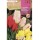 S.BOLBO RO.GAVETA 100 TULIPAS  MULTIFLORA MISTURA DE CORES  -BUTM0425