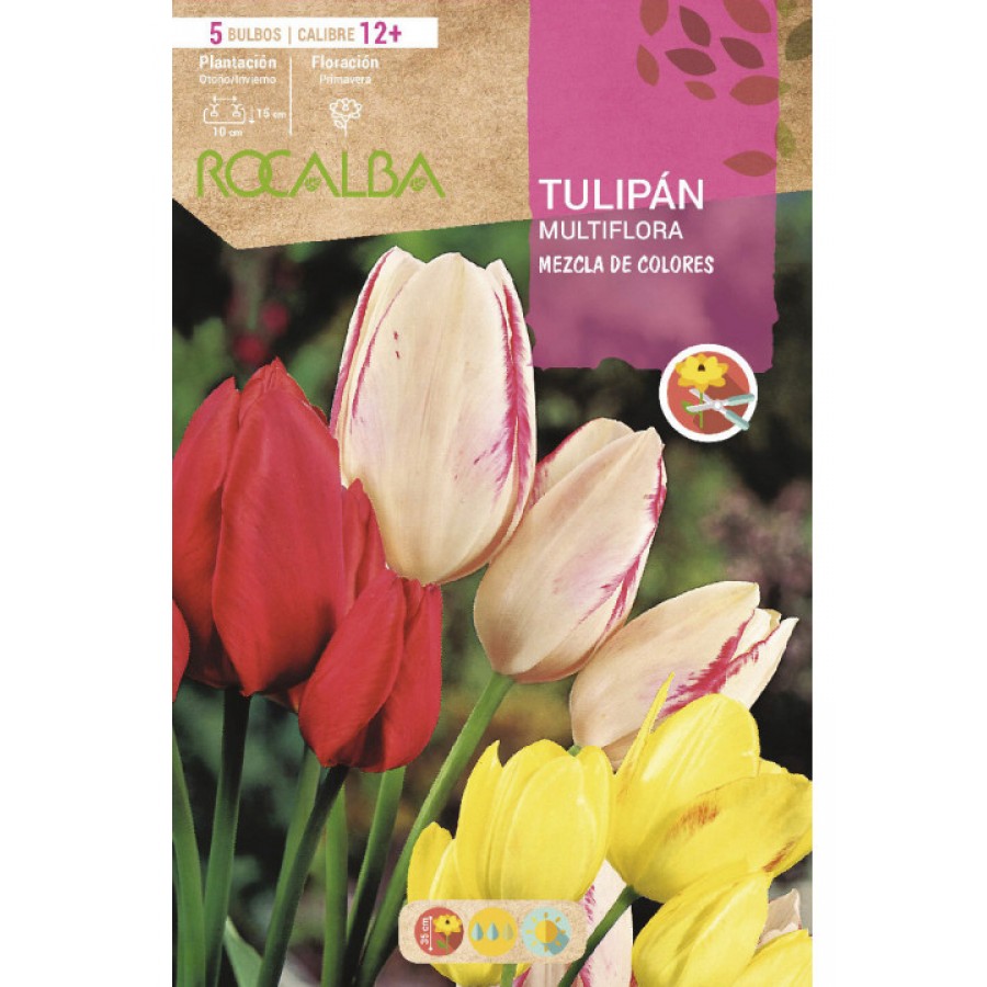 S.BOLBO RO.GAVETA 100 TULIPAS  MULTIFLORA MISTURA DE CORES  -BUTM0425