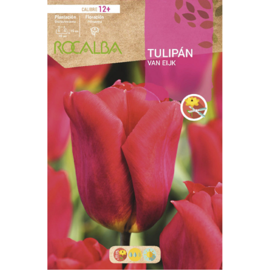 S.BOLBO RO.GAVETA 100 TULIPA VAN EIJK-BUTN0105 S.BOLBO RO.GAVETA 100 TULIPA VAN EIJK-BUTN0105
