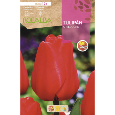 S.BOLBO RO.GAVETA 100 TULIPA APELDOORN-BUTN0120