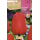S.BOLBO RO.GAVETA 100 TULIPA APELDOORN-BUTN0120