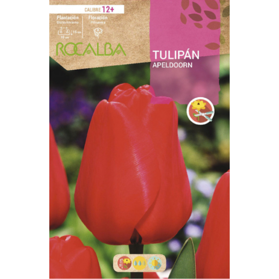 S.BOLBO RO.GAVETA 100 TULIPA APELDOORN-BUTN0120 S.BOLBO RO.GAVETA 100 TULIPA APELDOORN-BUTN0120