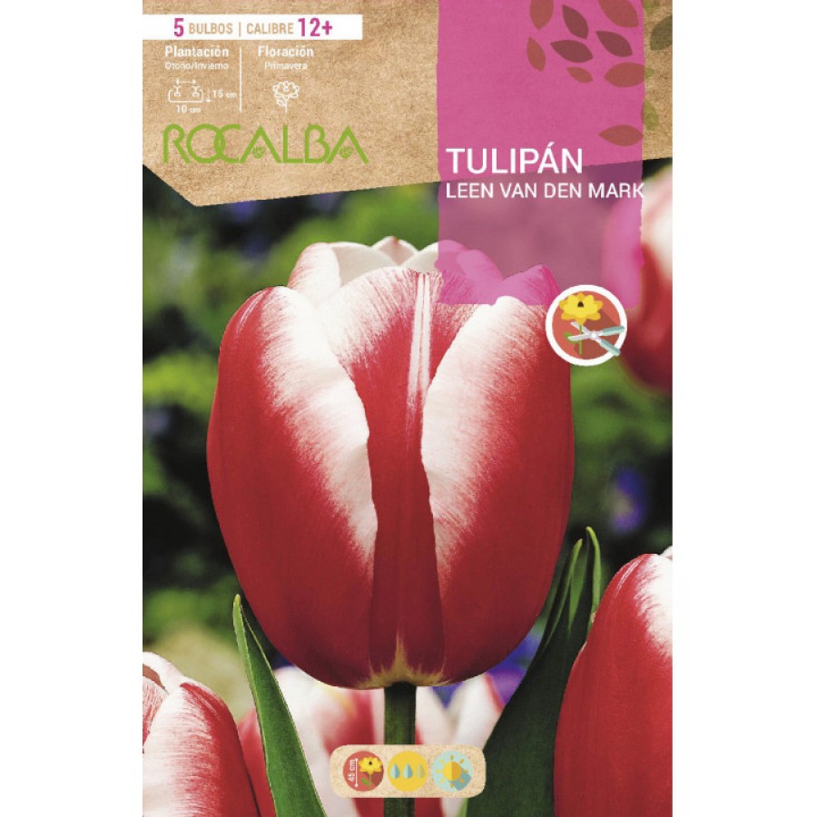 S.BOLBO RO.GAVETA 100 TULIPA LEEN V.D.MARK-BUTN0125 S.BOLBO RO.GAVETA 100 TULIPA LEEN V.D.MARK-BUTN0125