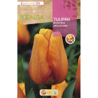 S.BOLBO RO.GAVETA 100 TULIPA BLUSHING APELDOORN-BUTN0140