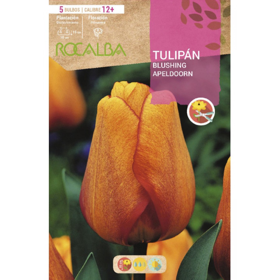 S.BOLBO RO.GAVETA 100 TULIPA BLUSHING APELDOORN-BUTN0140