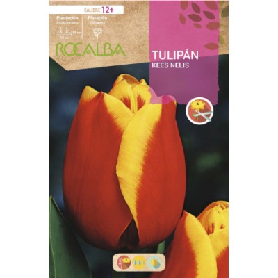 S.BOLBO RO.GAVETA 100 TULIPA KEES NELIS-BUTN0145