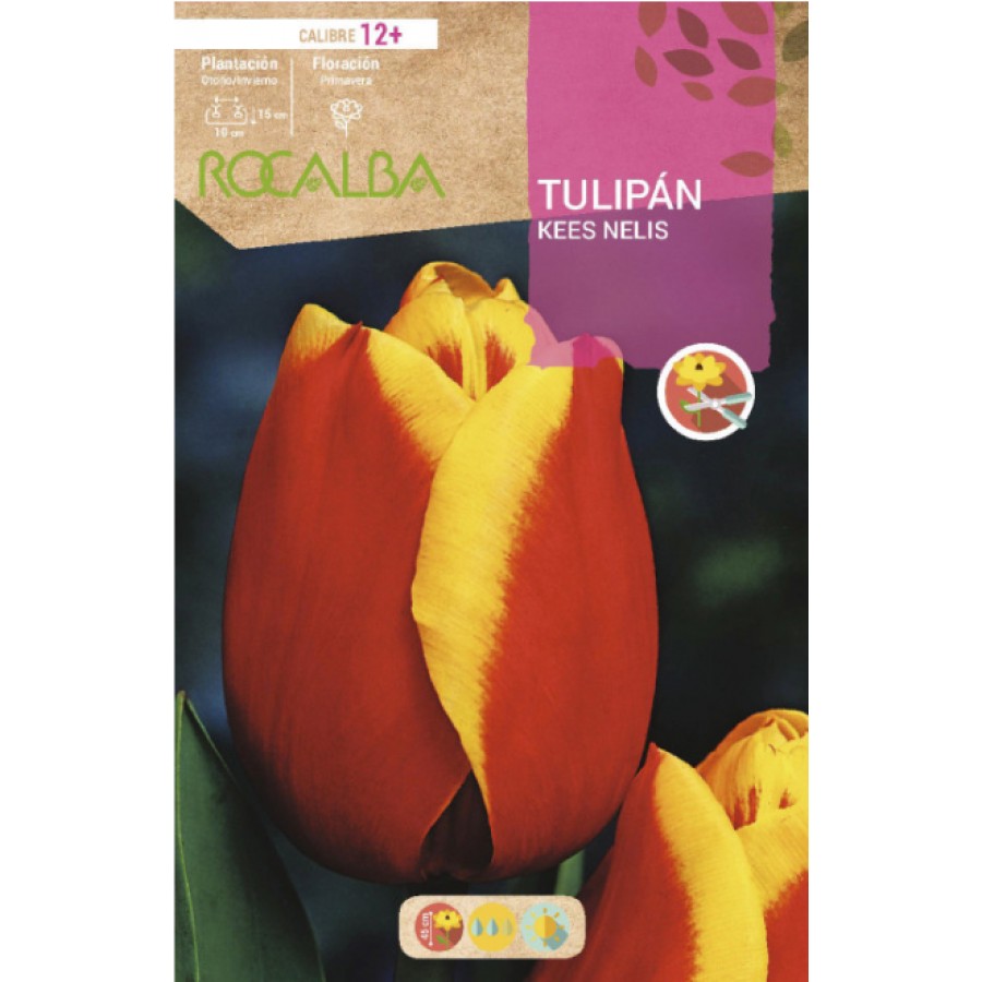 S.BOLBO RO.GAVETA 100 TULIPA KEES NELIS-BUTN0145