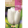 S.BOLBO RO.GAVETA 100 TULIPA WHITE DREM-BUTN0155