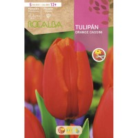 S.BOLBO RO.GAVETA 100 TULIPA ORANGE CASSINI-BUTN0160