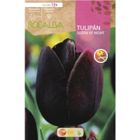 S.BOLBO RO.GAVETA 100 TULIPA QUEEN OF NIGHT-BUTN0180 S.BOLBO RO.GAVETA 100 TULIPA QUEEN OF NIGHT-BUTN0180