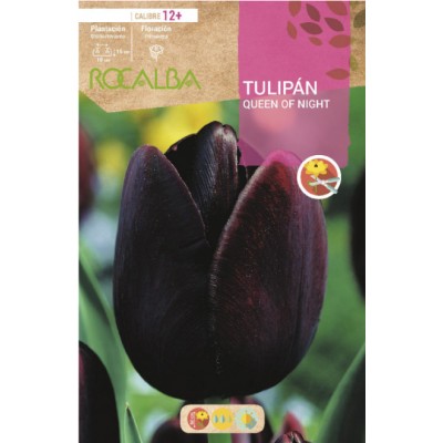 S.BOLBO RO.GAVETA 100 TULIPA QUEEN OF NIGHT-BUTN0180
