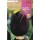 S.BOLBO RO.GAVETA 100 TULIPA QUEEN OF NIGHT-BUTN0180