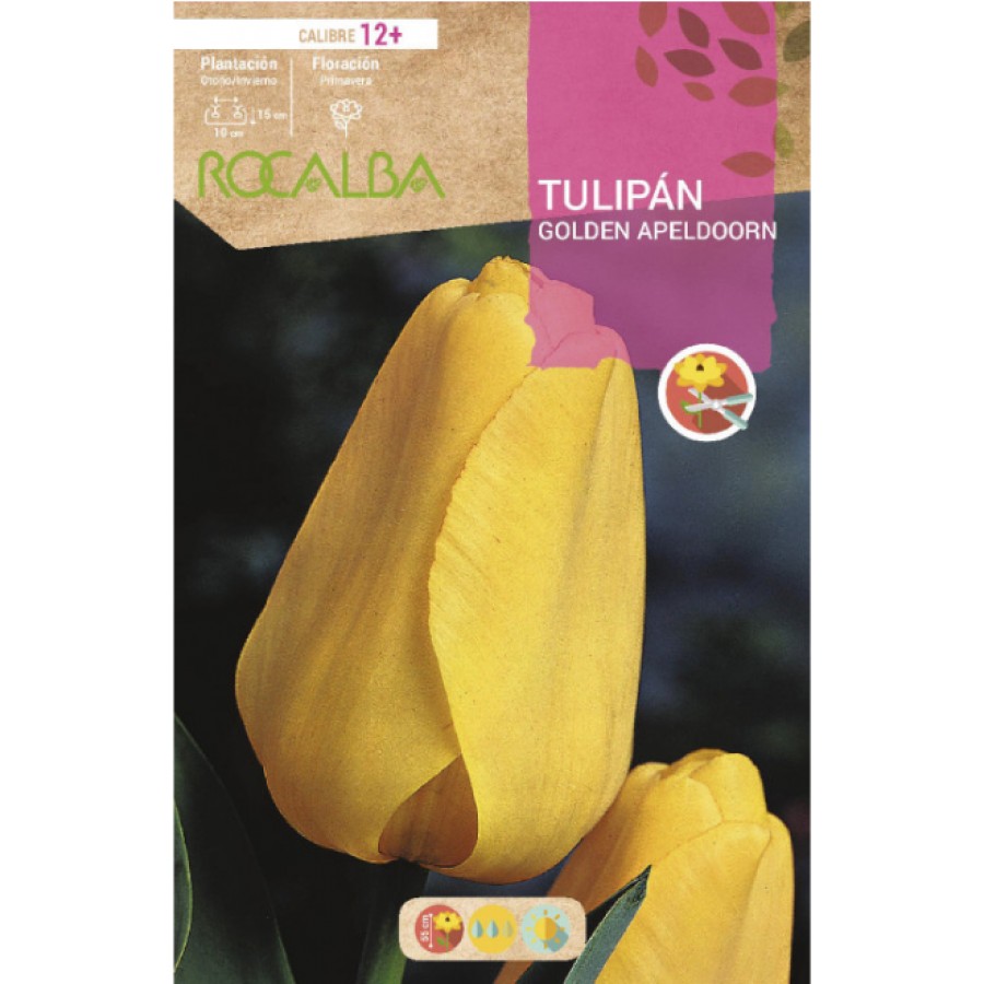 S.BOLBO RO.GAVETA 100 TULIPA GOLDEN APELDOORN-BUTN0195 S.BOLBO RO.GAVETA 100 TULIPA GOLDEN APELDOORN-BUTN0195