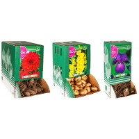 S.BOLBO RO.GAVETA 100 TULIPA SPRING GREEN-BUTN0210