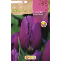 S.BOLBO RO.GAVETA 100 TULIPA PURPLE FLAG-BUTN0215 S.BOLBO RO.GAVETA 100 TULIPA PURPLE FLAG-BUTN0215