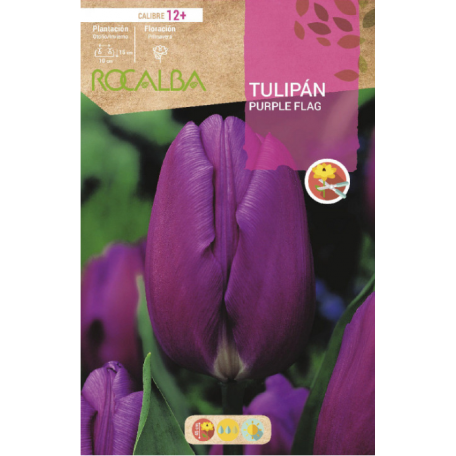 S.BOLBO RO.GAVETA 100 TULIPA PURPLE FLAG-BUTN0215 S.BOLBO RO.GAVETA 100 TULIPA PURPLE FLAG-BUTN0215