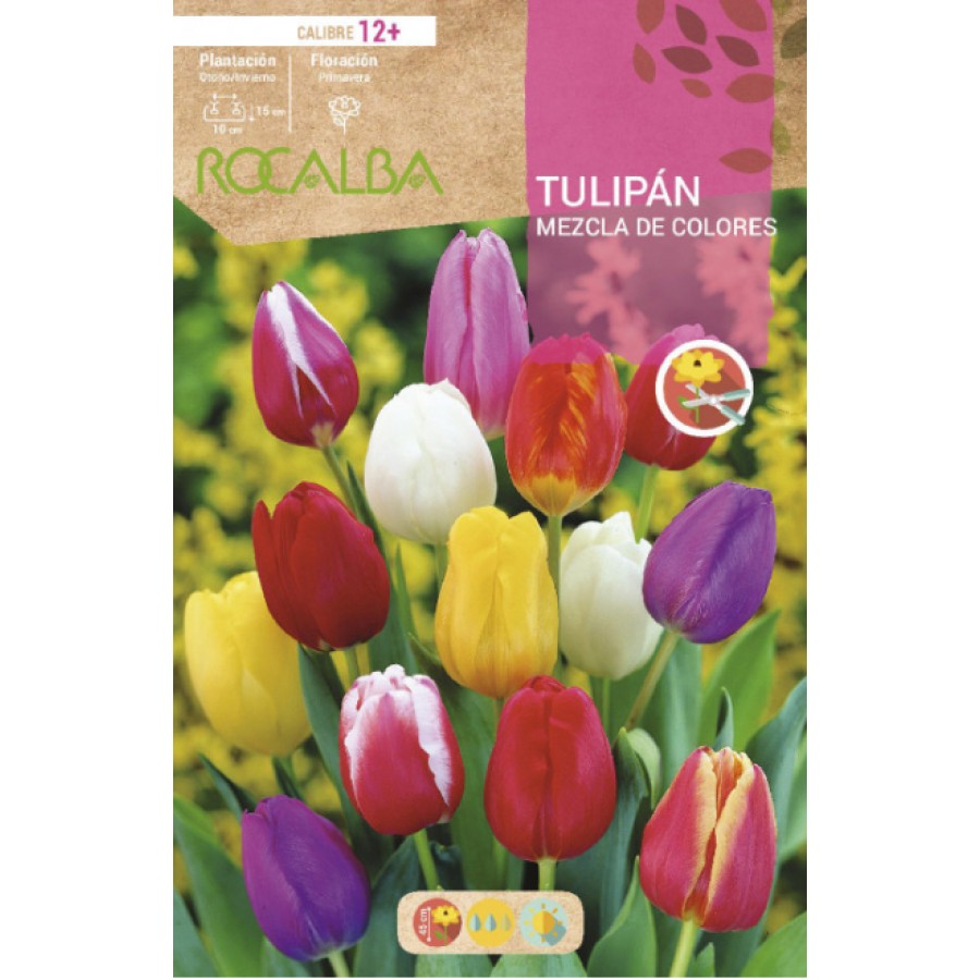 S.BOLBO RO.GAVETA 100 TULIPA MISTURA CORES-BUTN0230 S.BOLBO RO.GAVETA 100 TULIPA MISTURA CORES-BUTN0230