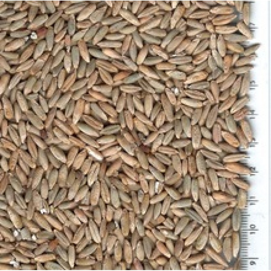 SEMENTE CENTEIO - KILO