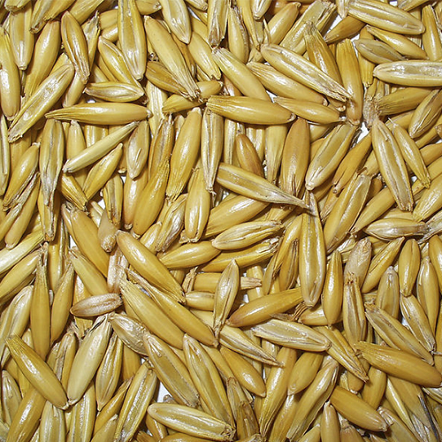 SEMENTE AVEIAO BRANCO - 30 KILOS