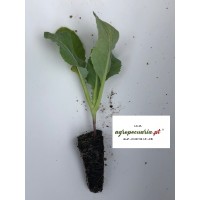 S.PLANTA COUVE FLOR   - UNIDADE