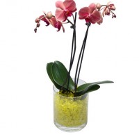 GELATINA COLORIDA CRISTAIS AGUA AMARELO- 150ML