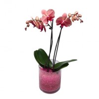 GELATINA COLORIDA CRISTAIS AGUA ROSA- 150ML GELATINA COLORIDA CRISTAIS AGUA ROSA- 150ML
