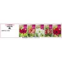 S.BOLBO RO.COFRE TIPO- AL- AMARYLIS -BUCF1857 S.BOLBO RO.COFRE TIPO- AL- AMARYLIS -BUCF1857