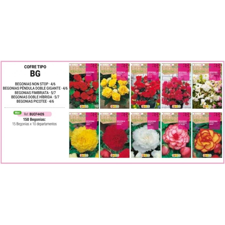 S.BOLBO RO.COFRE TIPO- BG BEGONIAS -BUCF4426 S.BOLBO RO.COFRE TIPO- BG BEGONIAS -BUCF4426