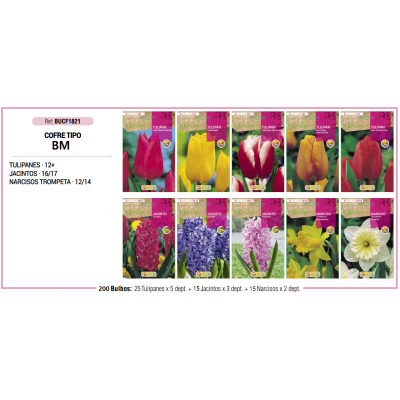 S.BOLBO RO.COFRE TIPO MINI - B TULIPA,JACINT.,NARCISOS BUCF1821