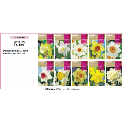S.BOLBO RO.COFRE TIPO MINI - D-1 NARCISOS BUCF1841