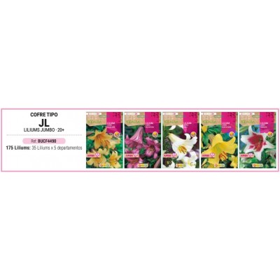S.BOLBO RO.COFRE TIPO- JL LILIUMS JUMBO -BUCF4490