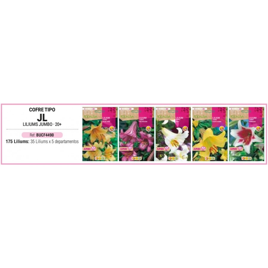S.BOLBO RO.COFRE TIPO- JL LILIUMS JUMBO -BUCF4490
