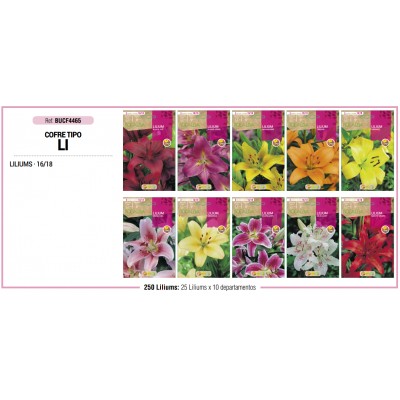 S.BOLBO RO.COFRE TIPO- LI LILIUS  - BUCF4465