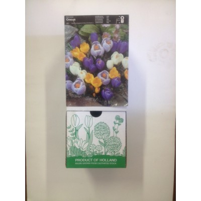 S.BOLBO DC CROCUS     - CAIXA 150 UNIDADES