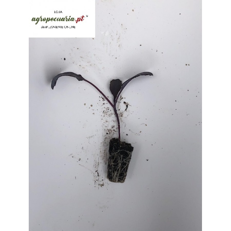 S.PLANTA COUVE ROXA  -  UNIDADE