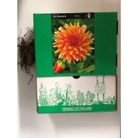 S.BOLBO GR DALIAS CACTUS  - CAIXA 12 UNIDADES