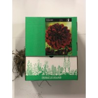 S.BOLBO GR DALIAS DECORATIVA  - CAIXA 12 UNIDADES