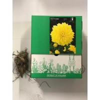 S.BOLBO GR DALIAS DECORATIVA  - CAIXA 12 UNIDADES