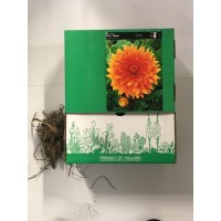 S.BOLBO GR DALIAS DECORATIVA  - CAIXA 12 UNIDADES