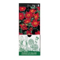 S.BOLBO GR DALIAS TOPMIX MINI  - CAIXA 12 UNIDADES