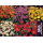 S.BOLBO GR DALIAS TOPMIX MINI  - CAIXA 50 UNIDADES