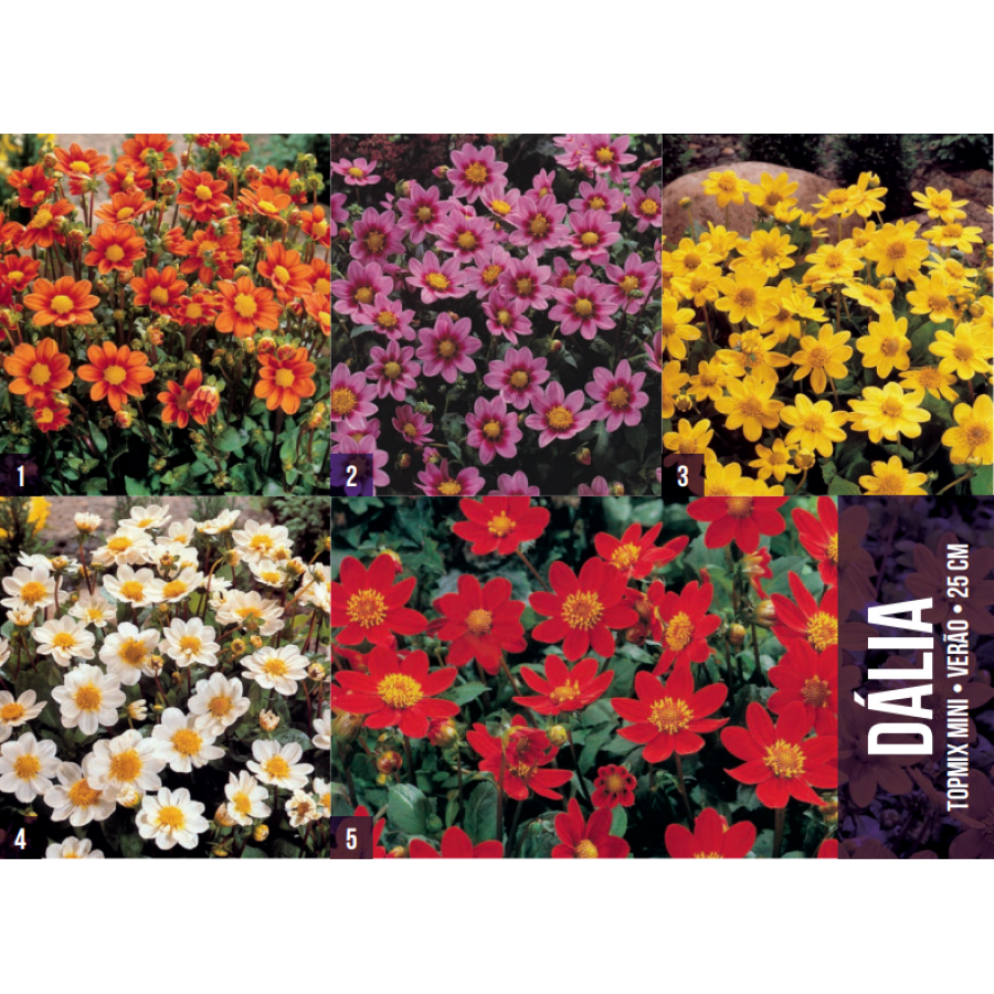 S.BOLBO GR DALIAS TOPMIX MINI  - CAIXA 50 UNIDADES