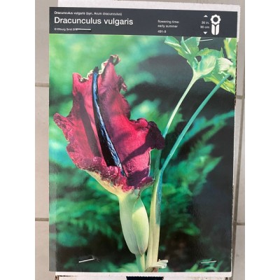 S.BOLBO DRACUNCULUS - UNIDADE
