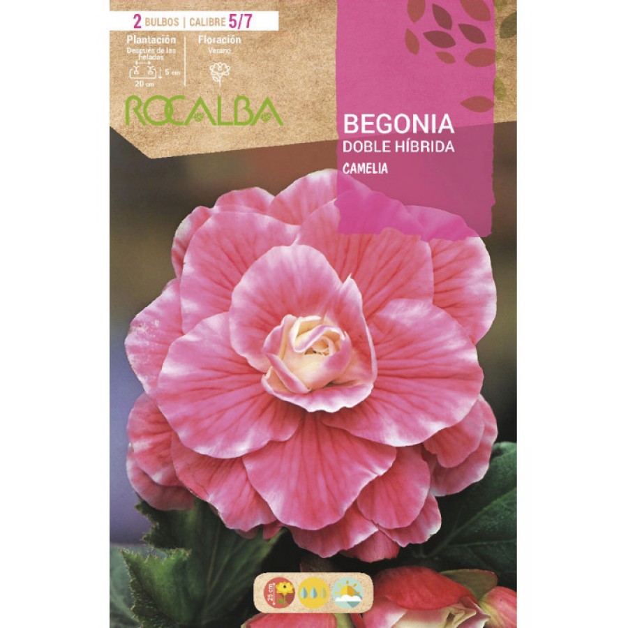S.BOLBO SAQUETA BEGONIA DOBLE HIBRIDO CAMELIA -EBBG8905 S.BOLBO SAQUETA BEGONIA DOBLE HIBRIDO CAMELIA -EBBG8905